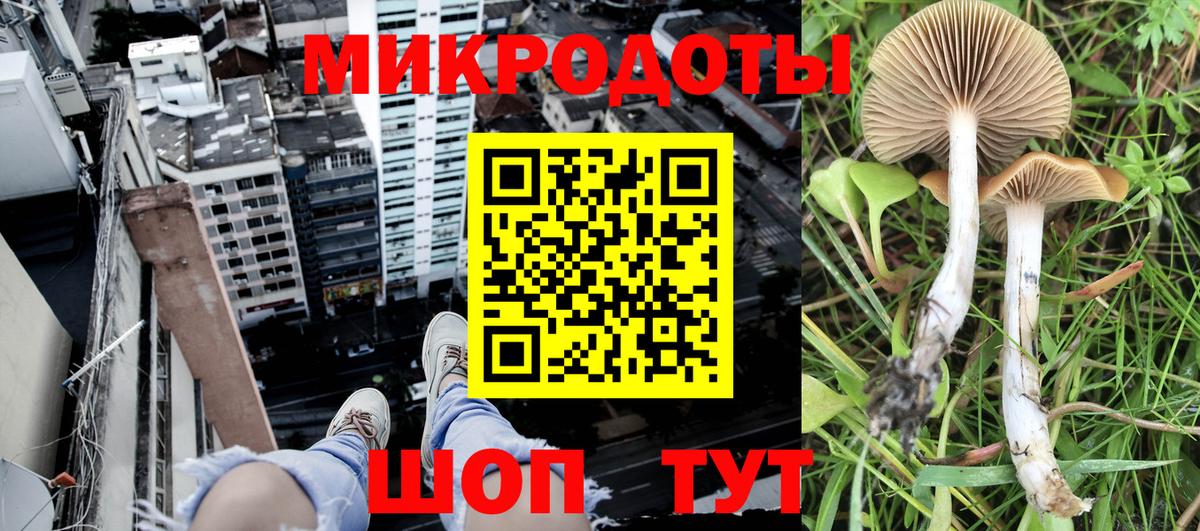 Псилоцибиновые грибы Psilocybine cubensis Пушкино